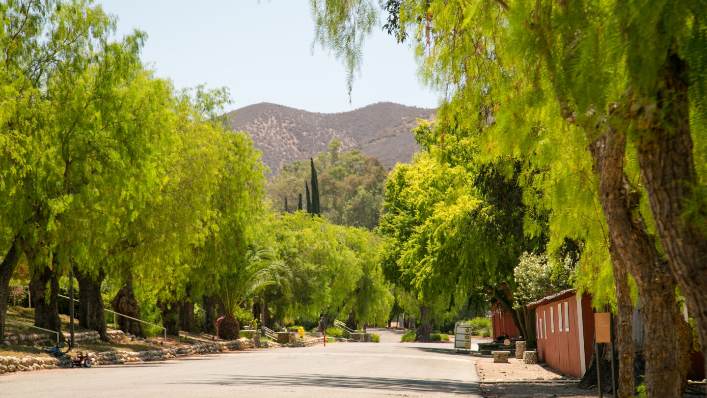 Photo of Peppertree Lane