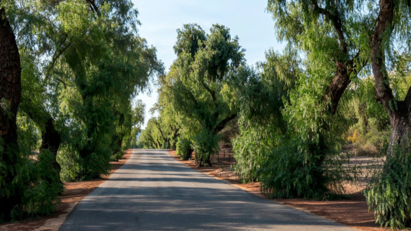 A grove of pepper trees lining the street entering BBC Campus